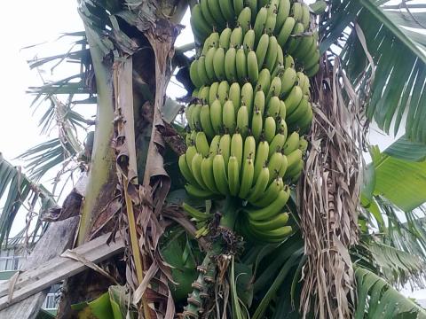 O excelente clima da Calheta proporciona boa cultura de banana...